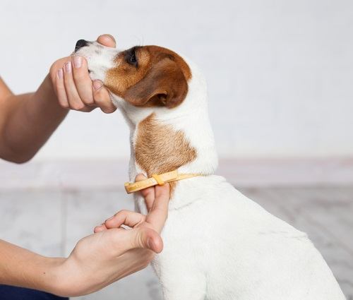 lægemidlet vært Ingeniører Loppehalsbånd til hunde - forhindrer loppeangreb på din hund