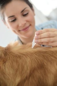 Spot-on vet loppemiddel til hund og kat